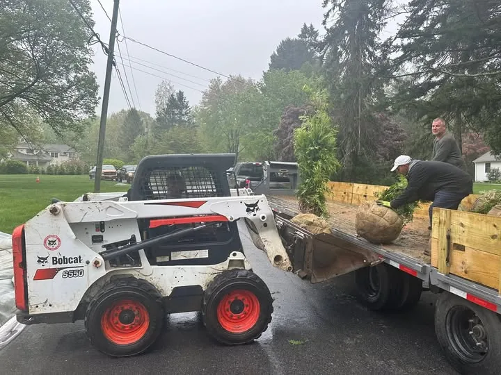 Crew unloading balled evergreens with a skid steer for a planting install