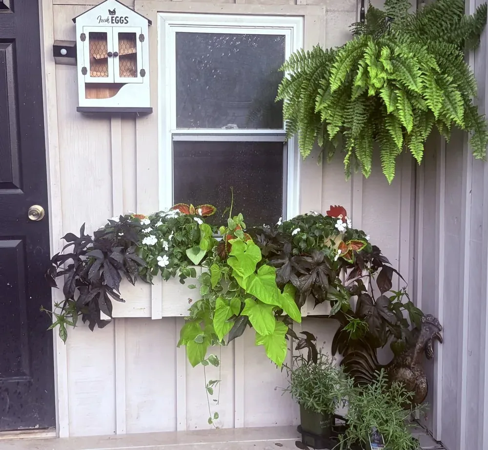 Shaded window box overflowing with impatiens, coleus and sweet potato vine beneath a hanging fern