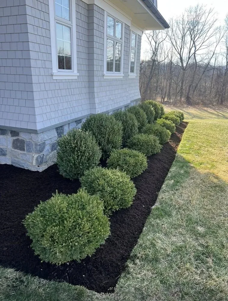 Fresh boxwood foundation planting with dark mulch beds